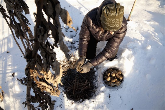 Topinambury lze sklízet i v zim. Hlízy tchto slunenic toti nenamrzají. 