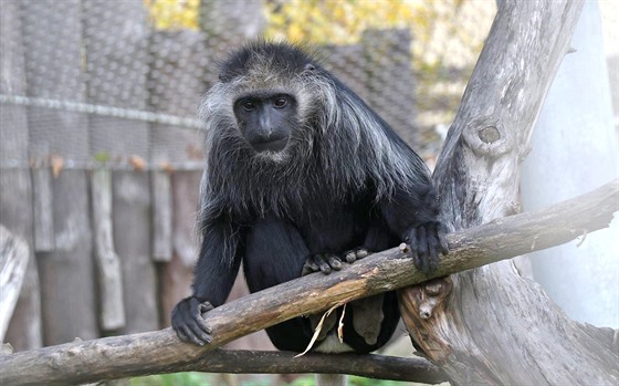 Gueréza bloramenná v jihlavské zoologické zahrad.