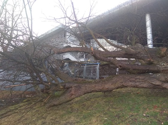 Vítr vyvrátil mohutný strom u zimního stadionu v Českých Budějovicích. (10....