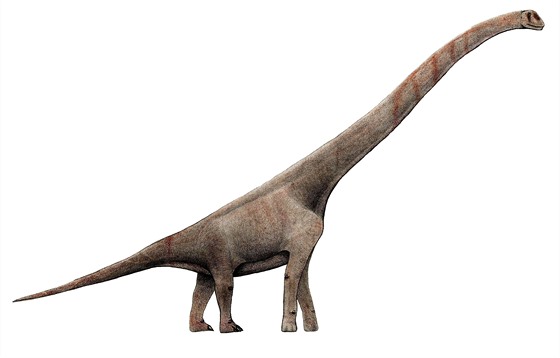 Vizualizace sauropoda Sauroposeidon proteles s naznaenými obími krními...