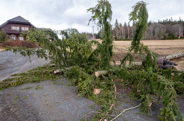 Silný vítr vyvrátil stromy na silnici z Nýrska do elezné Rudy. (10. 2. 2020)