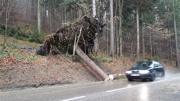 Vyvrácený strom u Libínského sedla na Prachaticku (10. února 2020)