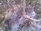 Agrogel pomáhá udržet vodu v půdě (část je ho ještě na zásypové zemině). Tyto...