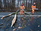 Popadané stromy omezily provoz na nmecké dálnici A7 u Hildesheimu. (10. února...