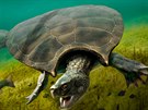 Paleontologové v Jižní Americe objevili fosilie sladkovodních želv, které tu...