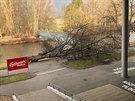 Silný vítr v Českých Budějovicích vyvracel stromy. (10. února 2020)