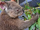 Koala Roger. Ped nkolika týdny pily do Prahy fotografie, na kterých ml...