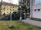 Vyvrácený strom na Praském pedmstí v eských Budjovicích (10. února 2020)