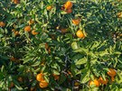 Projídíme rájem mandarinek a dostáváme jich od místních plné taky.
