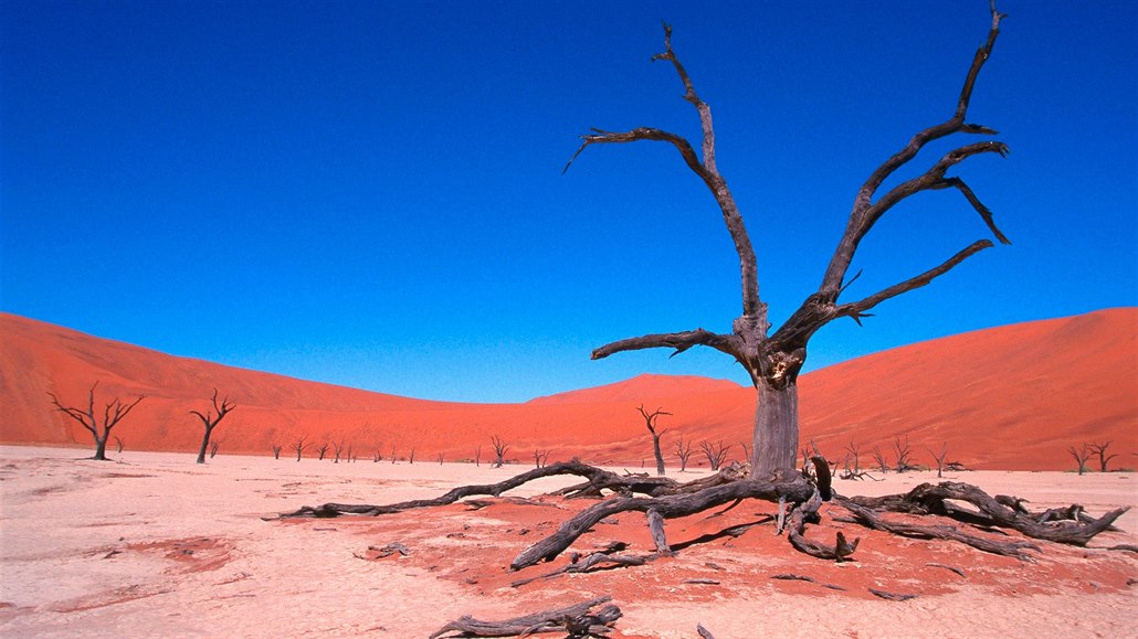 Kostry stromů v namibijské pustině Dead Vlei