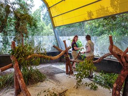 V Healesville Sanctuary jsou pro popálené koaly využívána stávající zařízení,...