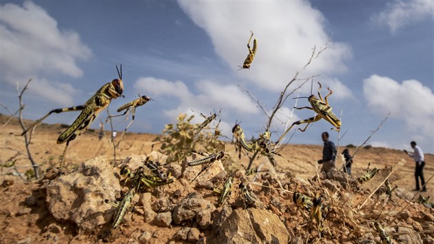 Delegace z Organizace OSN pro vivu a zemdlstv navtvila somlsk pole napaden saranaty. (5. nora 2020)