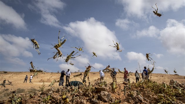 Delegace z Organizace OSN pro výživu a zemědělství navštívila somálská pole napadená sarančaty. (5. února 2020)