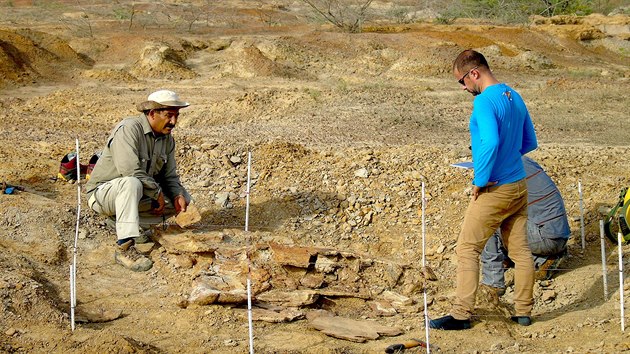 Paleontologov v jin Venezuele odkryli pozstatky elvch fosili starch nkolik milion let. (12. nora 2020)