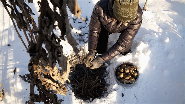 Topinambury lze sklzet i v zim. Hlzy tchto slunenic toti nenamrzaj. 