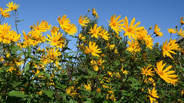 Slunenice topinambur je nenron, vysok, krsn lut kvetouc rostlina. 
