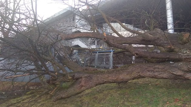 Vtr vyvrtil mohutn strom u zimnho stadionu v eskch Budjovicch. (10. nora 2020)