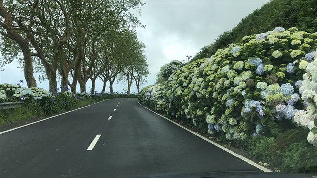 Hortenzie lemuj azorsk silnice v lt.