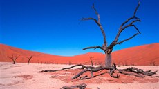 Kostry strom v namibijské pustin Dead Vlei