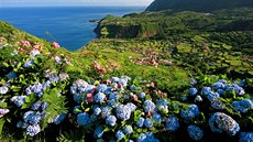Erbovní květinou Azor je krásná modrá hortenzie.