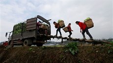 Farmái dávají do nákladního vozu zeleninu, urenou pro obyvatele uzaveného...