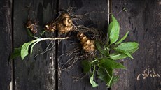 Topinambury lze sázet brzy zjara, sklízí se od léta do podzimu. A nebo i v...