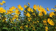 Slunečnice topinambur je nenáročná, vysoká, krásně žlutě kvetoucí rostlina. 