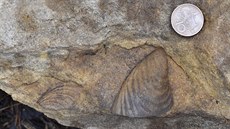 ást fosilií byla vyjmuta z pískovcového masivu a pemístna do muzejního...