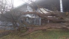 Vítr vyvrátil mohutný strom u zimního stadionu v Českých Budějovicích. (10....