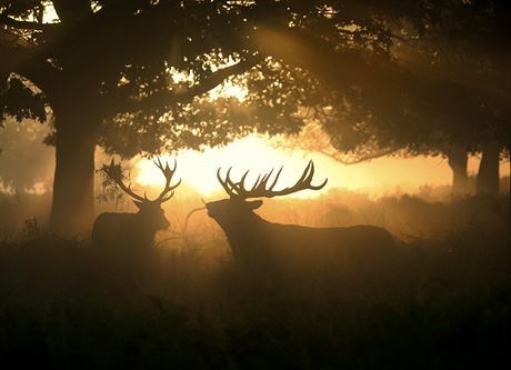 Richmond Park je jedno z nejlepích míst v celé Británii, pokud chcete vidt...