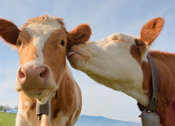I dospělé krávy se bučením dorozumívají, nejen matky s telaty, odhalila...