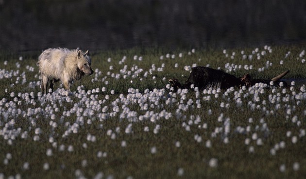 Ze zmrzlé půdy obilná pole. Změna klimatu posouvá zemědělství na sever