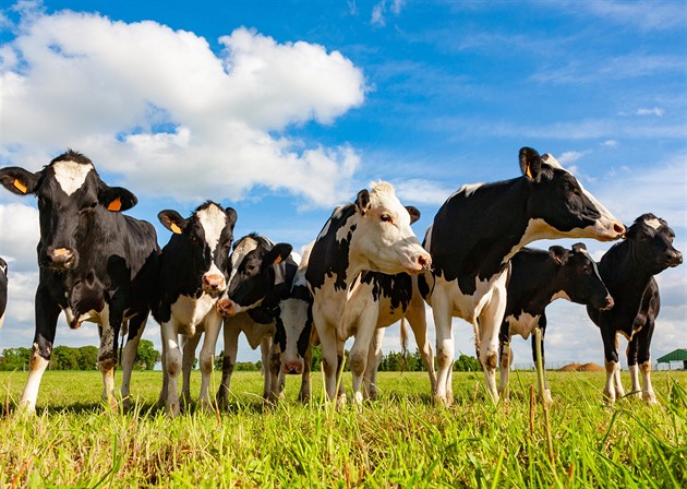 Stát si zarezervuje stádo krav či potraviny, schválila vláda nový systém