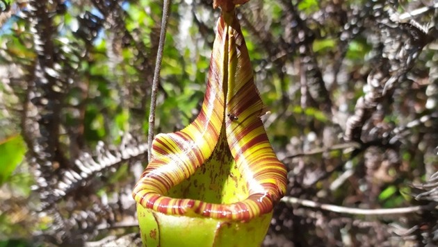 Masoravá lákovka nepenthes fractiflexa, kterou na Borneu u v roce 2008...