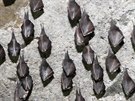 Kolonie vrápence malého netopýra se drí na hrad Perntejn u léta. V zim...