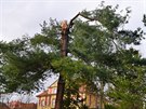 Borovice Schwerinova je vzcn vypstovan jehlinat strom, kenec mezi...