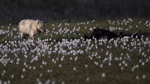 Dnes se tam prohánějí polární vlci, za několik let tam možná budou úrodné lány. Ilustrační snímek.