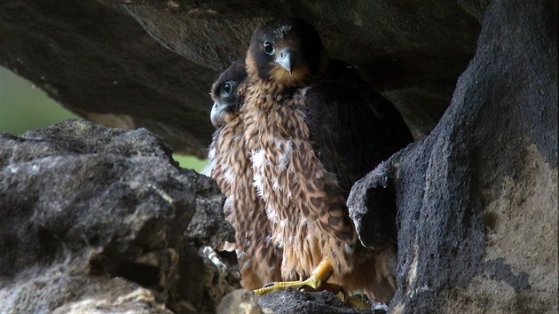 Pro návštěvníky Národního parku České Švýcarsko platí od března zákaz vstupu do oblastí, kde právě začínají hnízdit vzácní ptáci.