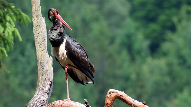 Pro návštěvníky Národního parku České Švýcarsko platí od března zákaz vstupu do oblastí, kde právě začínají hnízdit vzácní ptáci, například čápi černí.