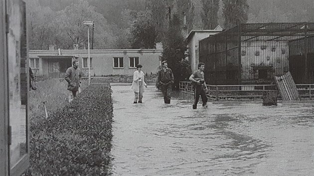 Kdy se jindy klidn Jihlvka promnila v kvtnu 1985 v dravou eku, ohrozila jihlavskou zoo. Pracovnci museli evakuovat nkter zvata, shli si na dno svch fyzickch a psychickch sil.