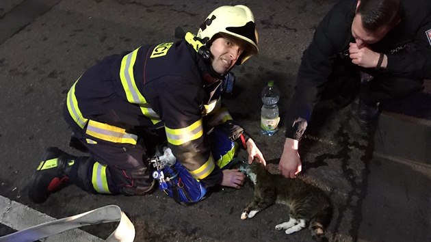 Z hořícího bytu hasiči zachránili také kočku.