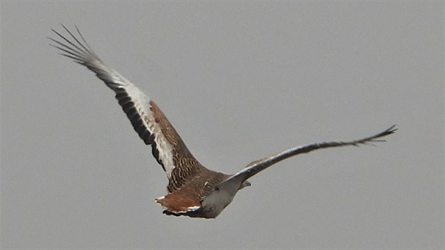 V Česku je po mnoha letech opět k vidění největší polní pták Evropy drop velký. Ornitologové ho od loňského léta pozorují v okolí Tovačova na Přerovsku.