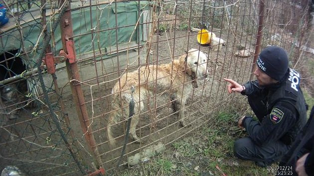 Retrívra, kterého našli brněnští strážníci v kotci v brněnských Řečkovicích, se ujal veterinář. Zvíře dostalo infuzi a jeho stav se zlepšil.