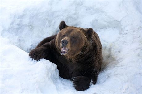 Medvd patí k nepravým zimním spám, take rámusit u jeho brlohu se...