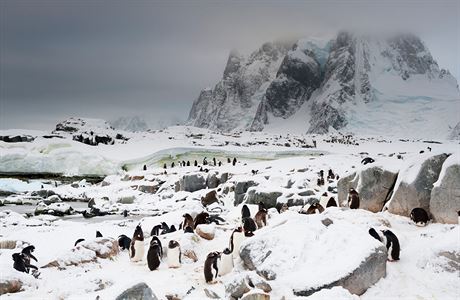 Kolonie tuák na Petermannov ostrov, Antarktida