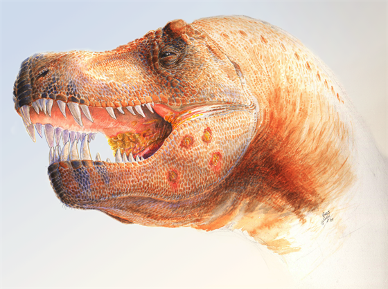 Obrazová rekonstrukce jedince druhu Tyrannosaurus rex (zaloená na fosilním...