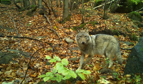 Vlk pohybující se v eskosaském výcarsku.