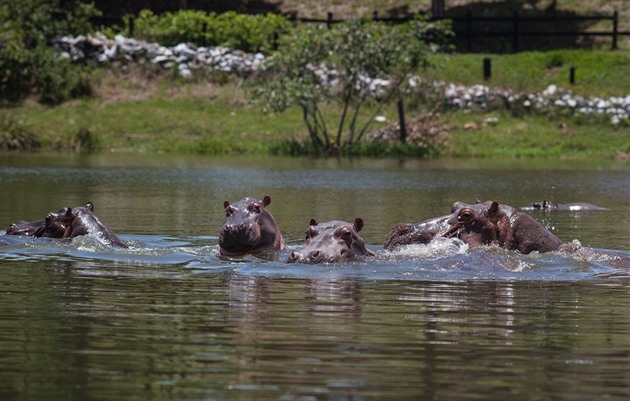 Kolumbie schválila odstřel potomků Escobarových hrochů. Ničí ekosystémy