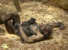 V ostravské zoo se po deseti letech narodilo mlád impanze