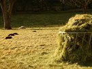 Vlci zakousli dv ovce na farm v edivinch na Rychnovsku (1. 3. 2020).